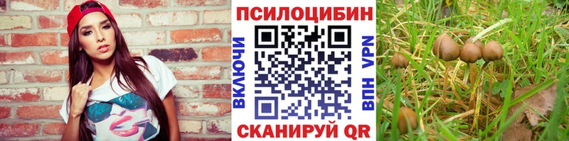 Псилоцибиновые грибы Psilocybe  Барабинск 